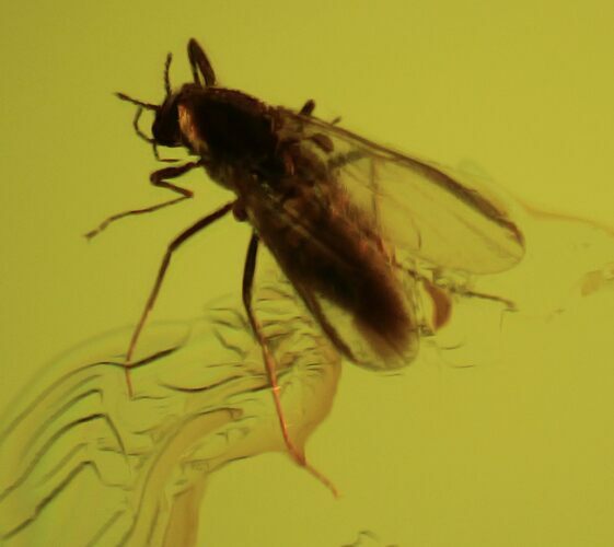 Detailed Fossil Fly (Diptera) In Baltic Amber #87120